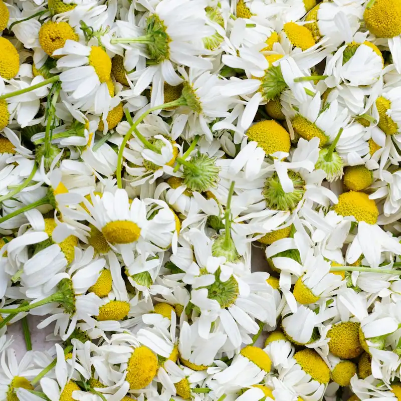 Flor de manzanilla