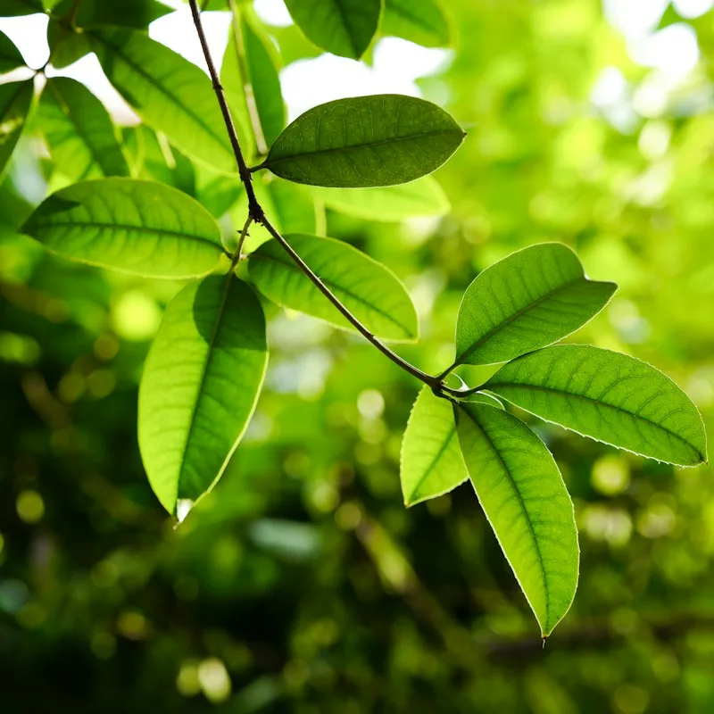 Stevia líquida Jual 250 ml