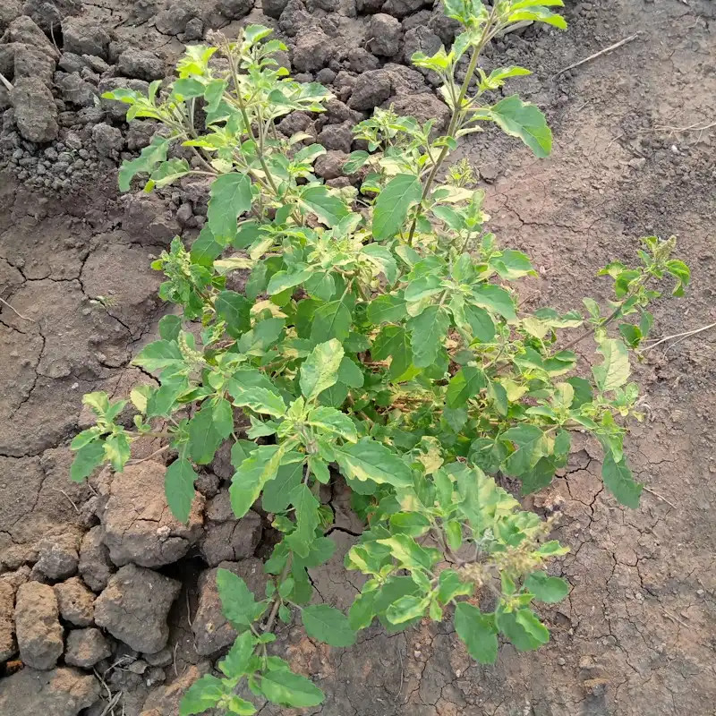 Stevia líquida Jual 125 ml